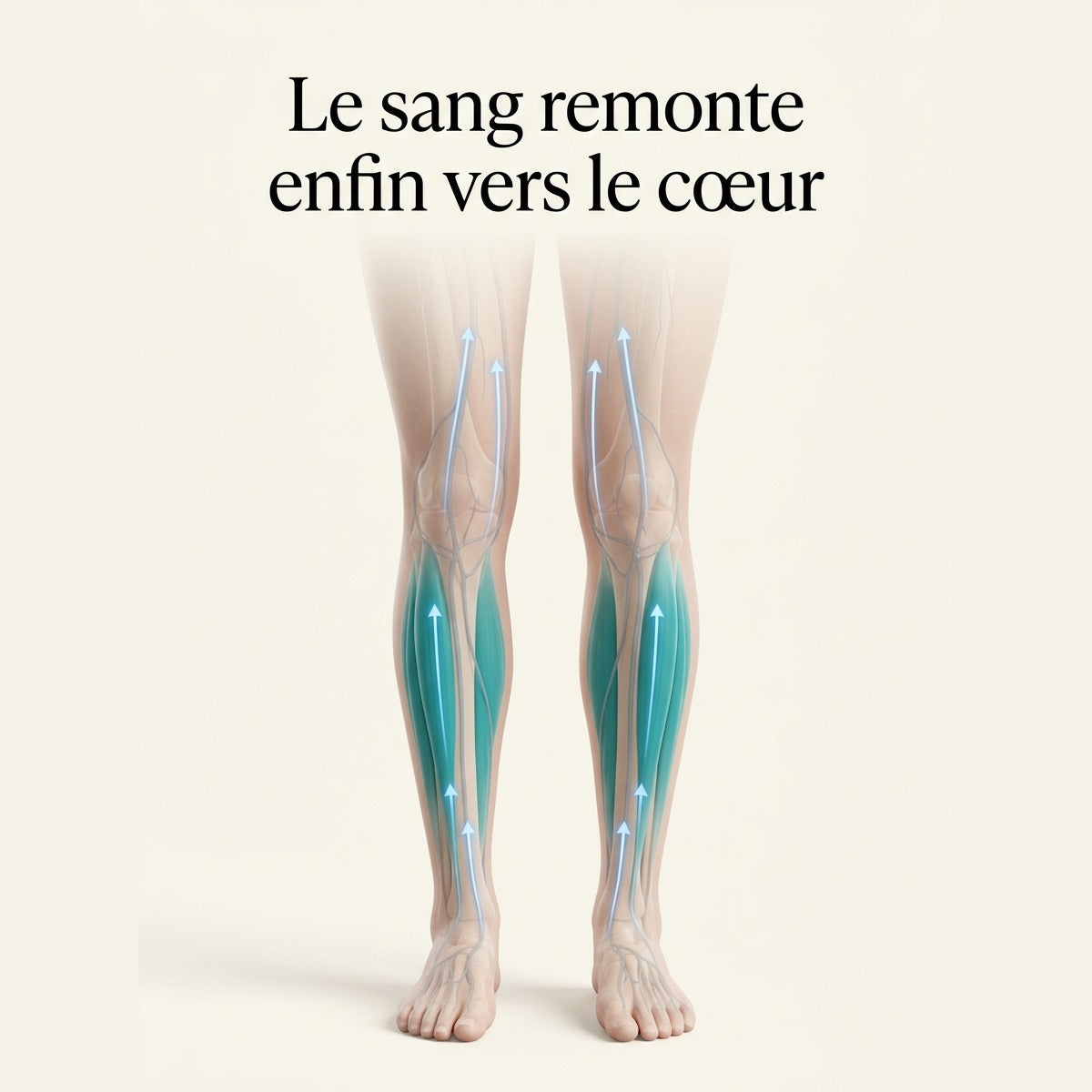 Le sang remonte enfin vers le cœur