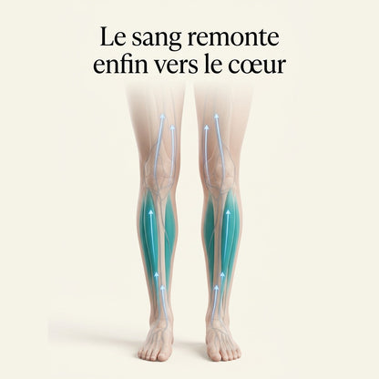 Le sang remonte enfin vers le cœur